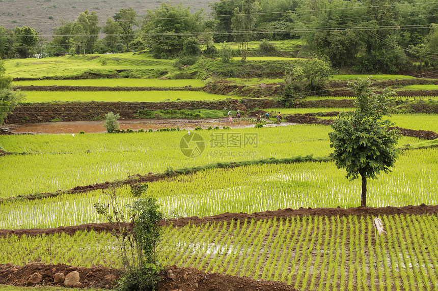 Bhambtl大坝Punemahrst附近的稻田图片