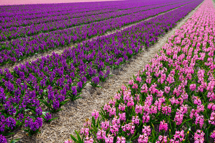 开花期间著名的荷兰花田紫色和粉红花草的一排图片