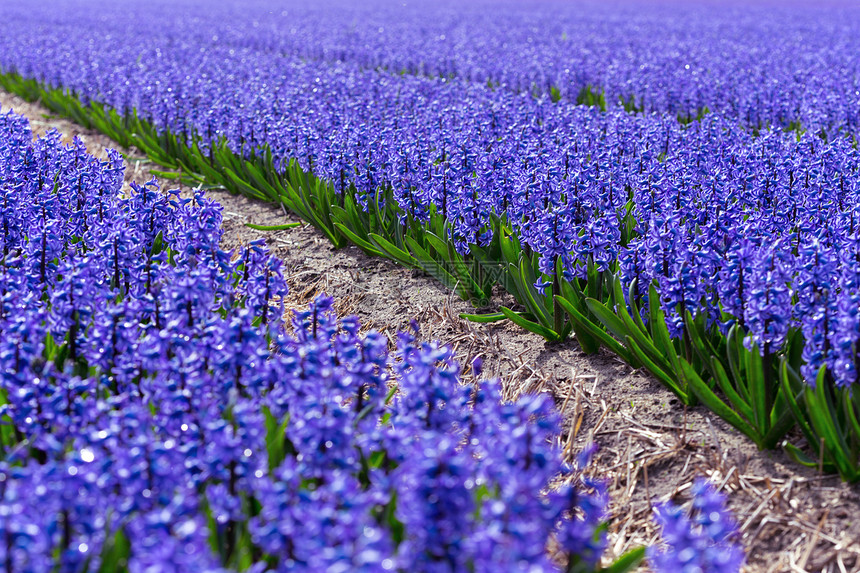 开花时著名的杜查朵田紫罗兰花丛的一排图片