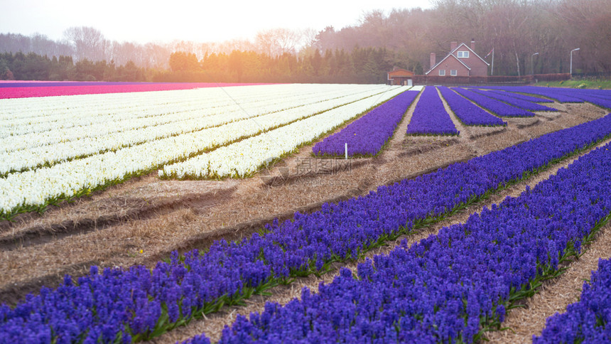 开花期间著名的荷兰花田彩色青春的一排图片