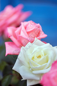 蓝色背景的美丽玫瑰自然高清图片素材