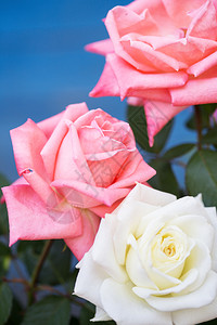 蓝色背景的美丽玫瑰花高清图片素材