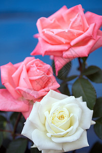 蓝色背景的美丽玫瑰花瓣高清图片素材