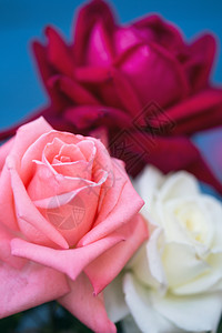 蓝色背景的美丽玫瑰花的高清图片素材