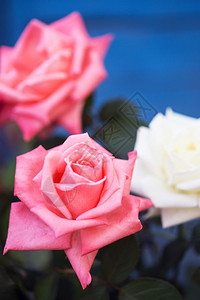 蓝色背景的美丽玫瑰新鲜的高清图片素材
