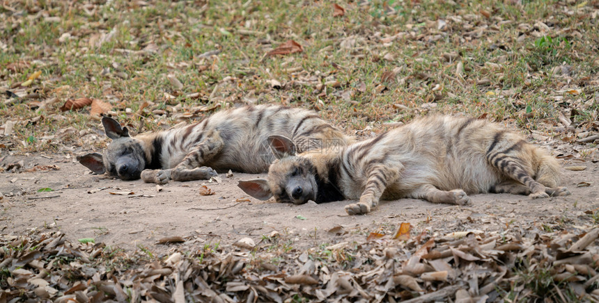 两条纹的土狼睡在地上图片
