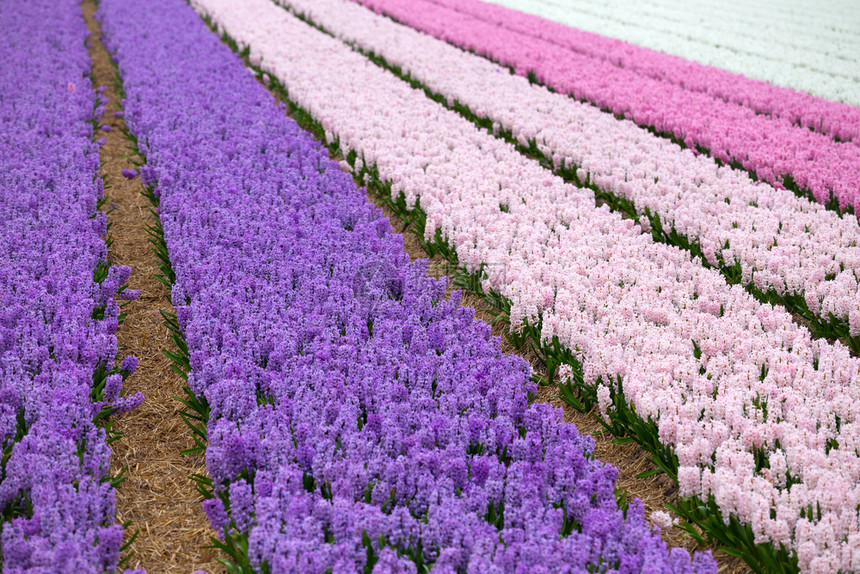 开花时著名的荷兰花田彩色花朵的一排图片
