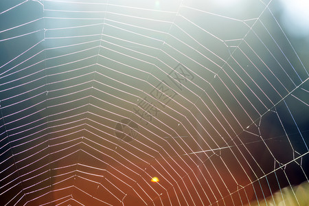 带有露滴的蜘蛛网抽象背景图片