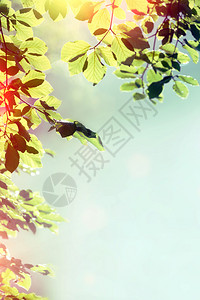 树叶上的魔力框美丽背景图片
