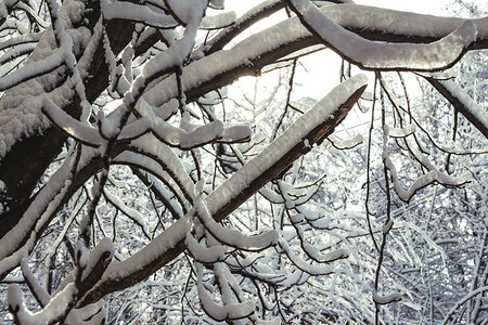 寒冬树枝上厚厚的积雪高清图片