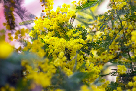 美丽的Mimosa花朵背景图片