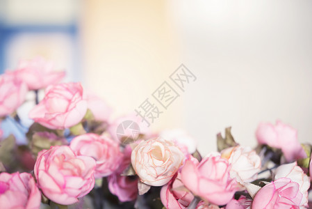 粉红色在柔软的焦点中上升背景模糊婚礼情人节和爱概念背景图片
