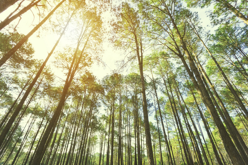 森林中树木的外观阳光照耀旅行背景地球上的环境图片