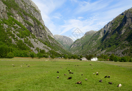 牧草上的绵羊和在诺韦山丘中的图片