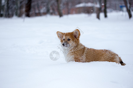 在雪地里行走的小狗图片