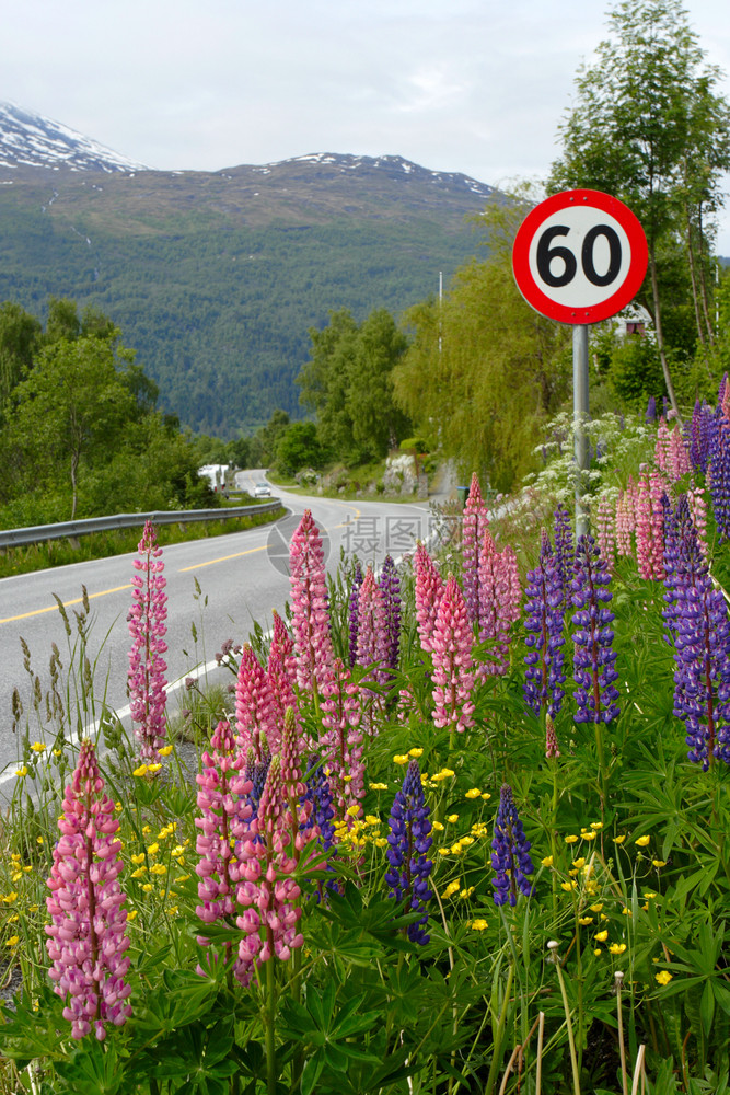 在诺维吉亚山脉的路上前面有多彩的花朵图片