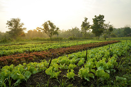 有机蔬菜种植农场的地貌景观以晨光在行内生长图片