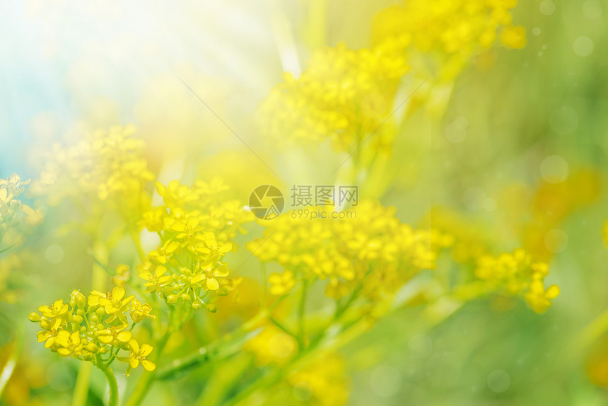 日光下夏草地上的黄野花图片