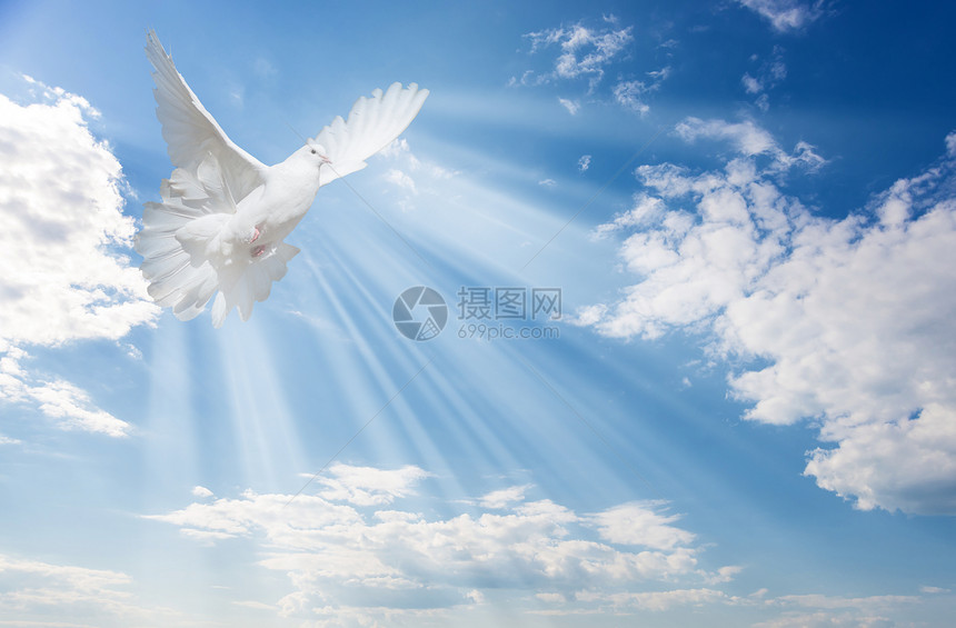 蓝色天空背景的白鸽和明太阳光束飘的白云图片