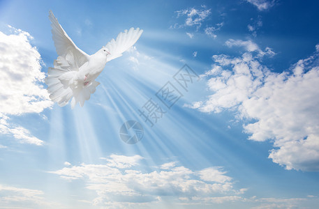蓝色天空背景的白鸽和明太阳光束飘的白云背景图片