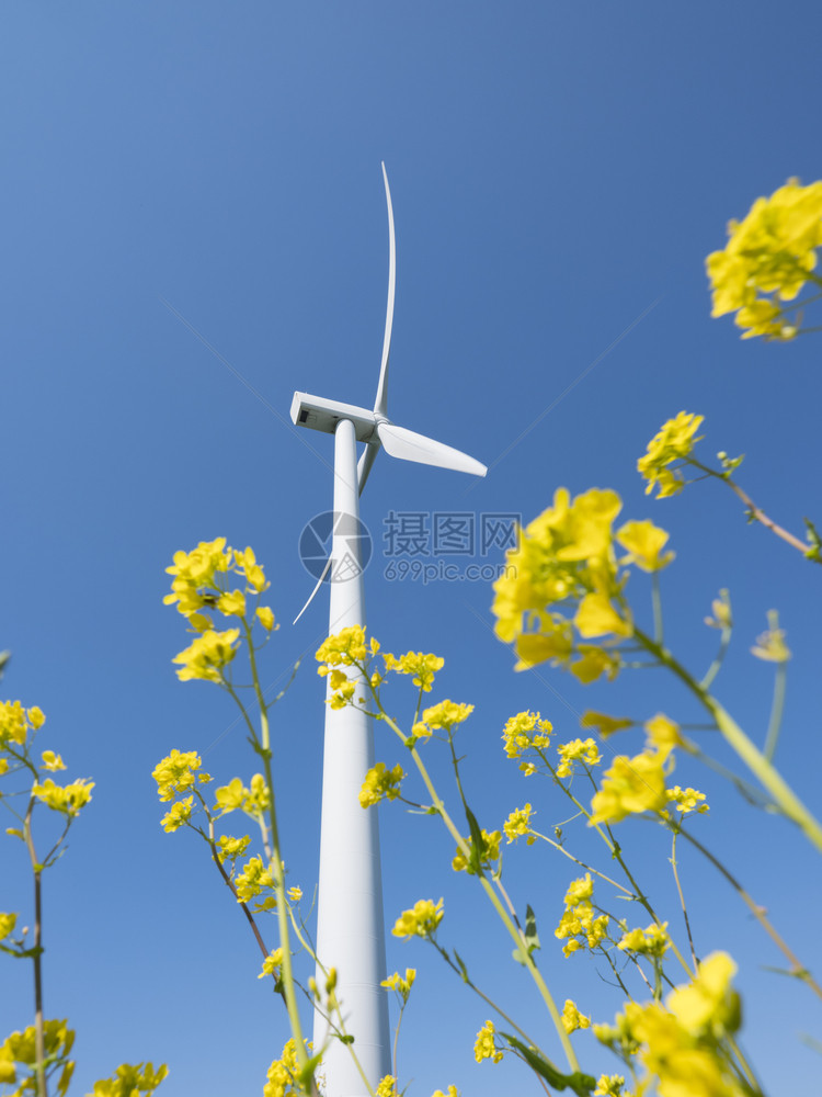 白色风力涡轮机对蓝天,通过黄色的种子花朵看到图片