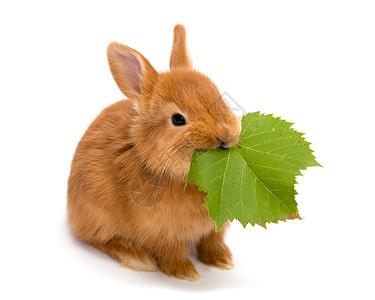 小红兔在白色背景下吃叶子背景图片