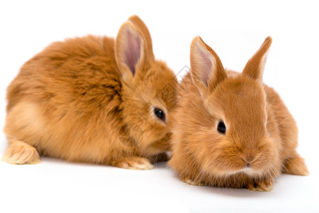 两只小红兔白色的背景背景图片