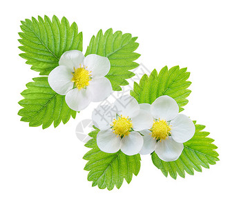几朵白色草莓花和绿叶白底隔离于图片