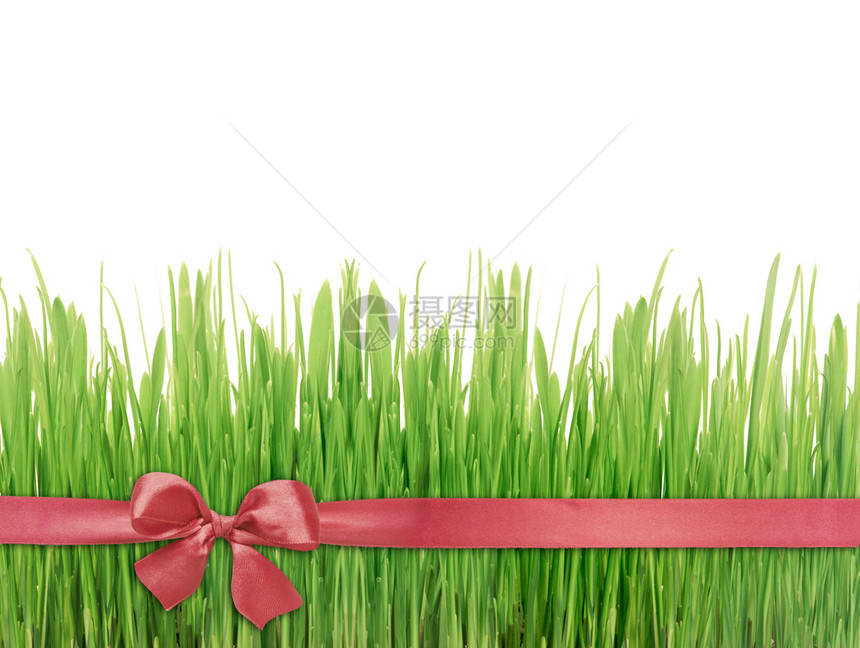 绿草和红色丝绸带绑在一起白底有弓图片