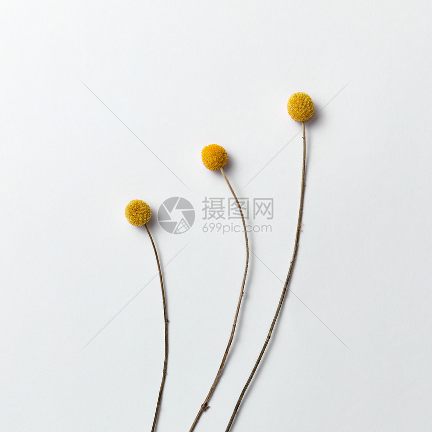 三朵黄色花的植物自然形态放在浅灰色背景上文字位置平铺向明信片问好三朵黄色长的天然花在浅色背景上花粉形态作为贺卡图片