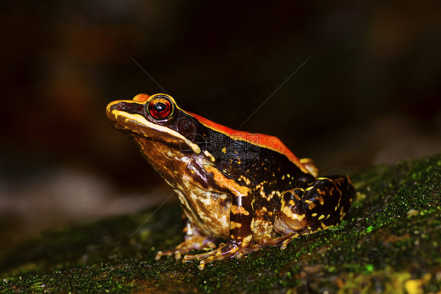 松果青蛙虫穆尔希普纳区马哈拉施特印地安那州图片