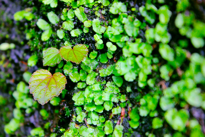 岩石中的绿色叶子Tikona堡puemahrstIndi图片
