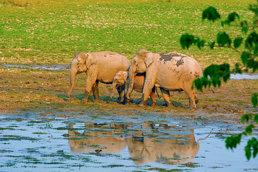 亚或非海象埃列法斯大喀兹兰加公园阿萨姆印地亚图片