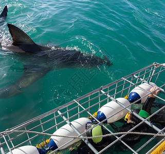 大白鲨和观光客在潜水笼中图片