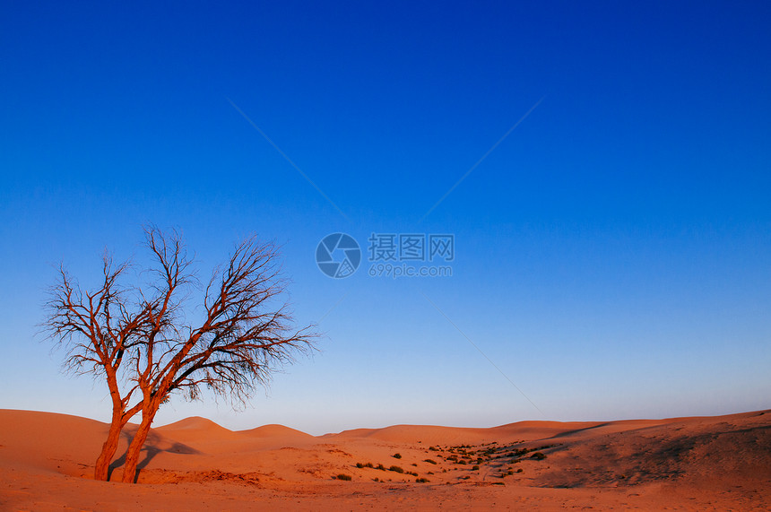 在alWthb沙漠的美丽充满活力的橙色枯树上有日光和明亮的天空图片