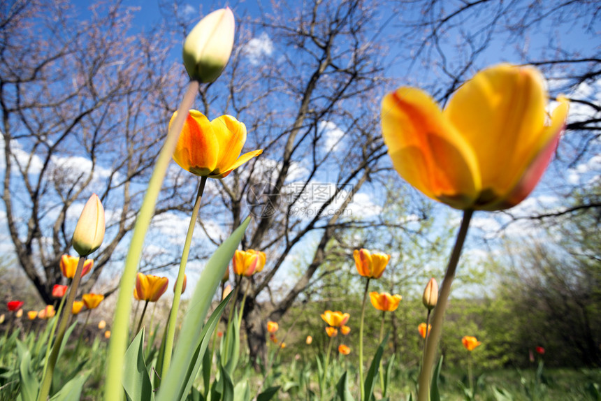 花园中美丽明亮的郁金香与蓝色的天空相对春和园艺图片
