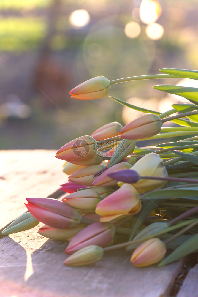 在日落的光照下木背景上躺着一束巨大的郁金香花图片