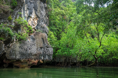 泰河沿岸邦汉加湾的红树林沼泽高清图片