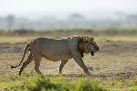 非洲雄狮黑豹非洲图片