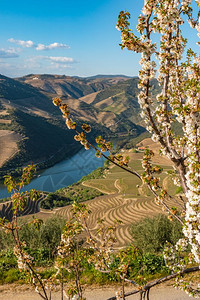 Duro河谷和Pinhao村附近河流的梯田葡萄园景象图片
