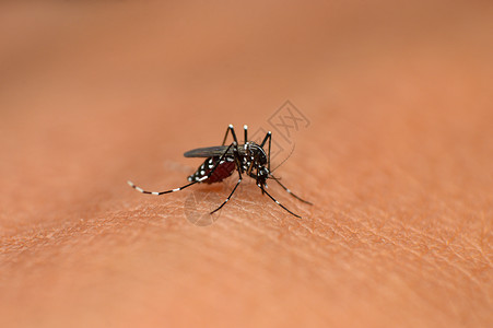 伊蚊流行病疟疾高清图片