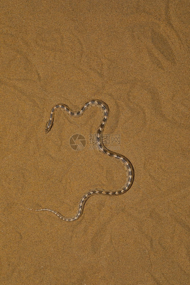 长头蛇尾沙漠公园拉贾斯坦邦印地亚图片