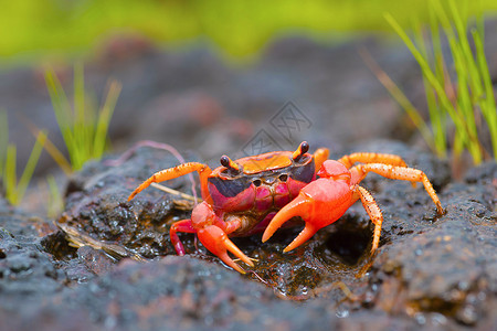 螃蟹矢量GubernatoiThckeryi一种新发现的彩色淡水螃蟹沙塔拉马哈施特印地安那背景
