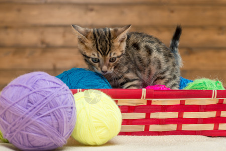 美丽的条纹斑小猫在篮子里玩图片