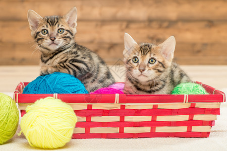 两只Bengali种的小猫坐在篮子里玩线图片