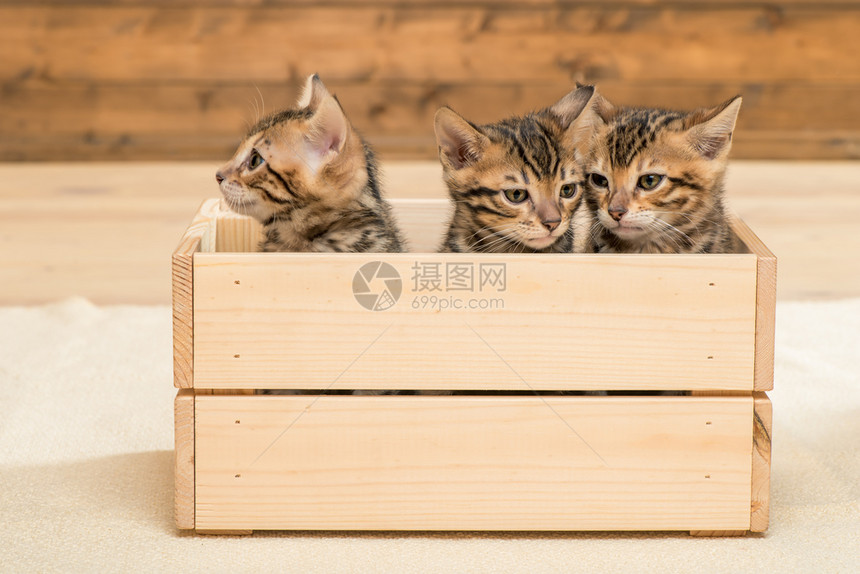 三只小猫在木盒子里小猫的特写肖像图片