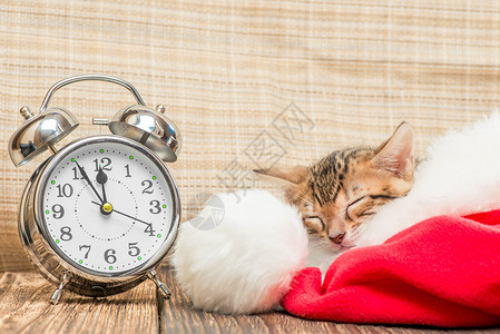 时钟与猫小猫咪睡得很香在圣塔帽里紧挨着回响闹钟背景