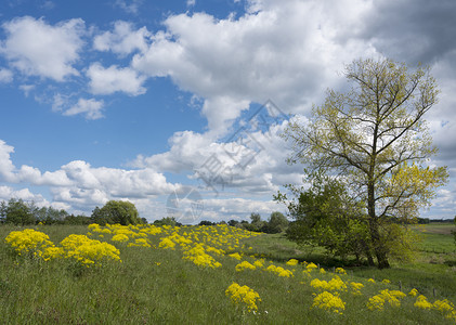 乌特勒支省杜克荷兰河的列克洪泛平原的堤坝和树上黄春花图片