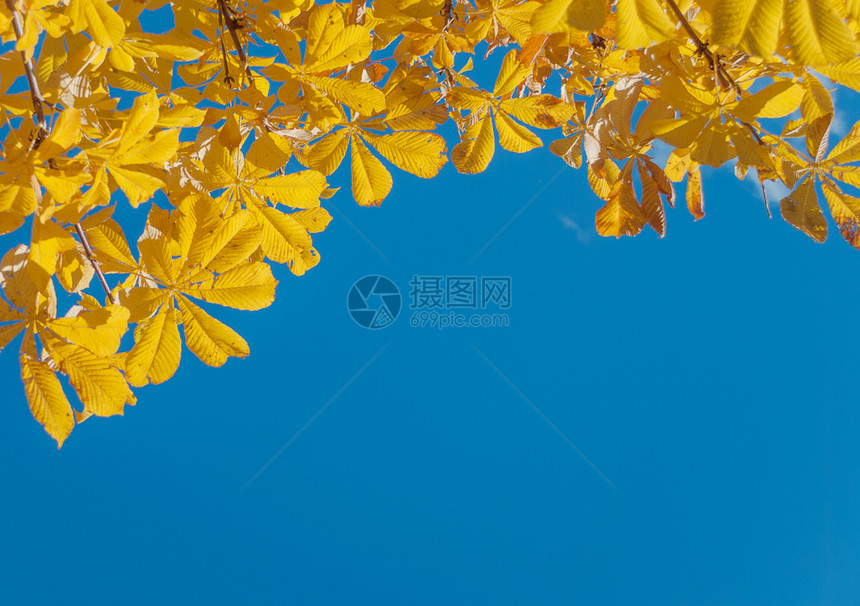 蓝天背景下栗子树的明黄色秋叶图片
