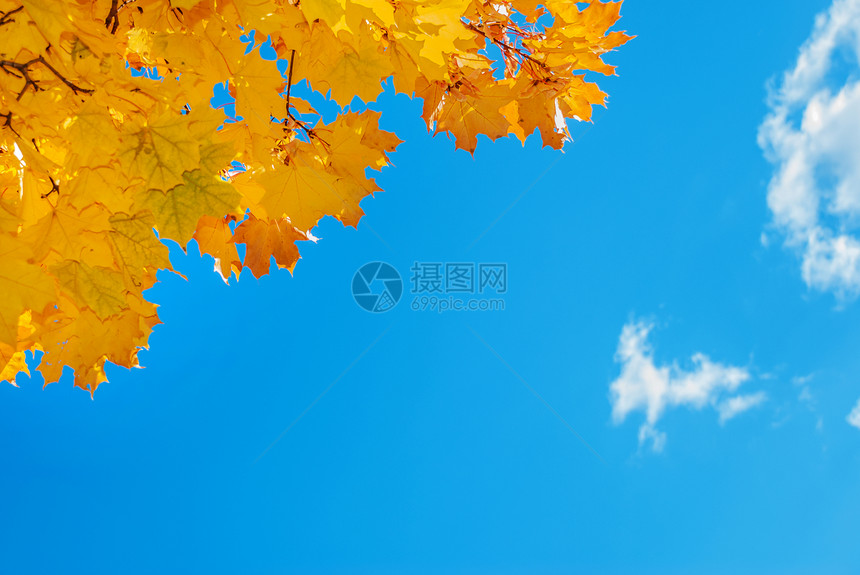 在蓝天背景下青树上的明橙色秋叶图片
